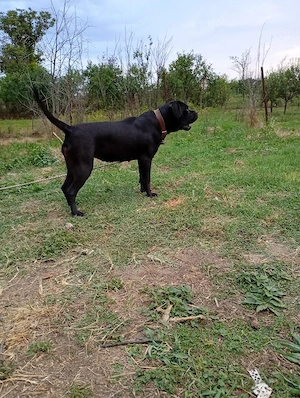 cane corso - imagine 2