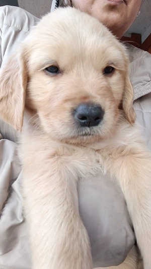 Pui GOLDEN RETRIEVER, rasă pură, dețin ambii părinți 