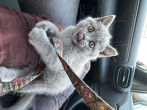 Pisica british shorthair adorabil - imagine 3