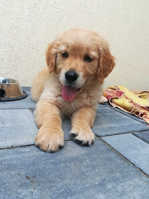 puiut golden retriever  - imagine 3
