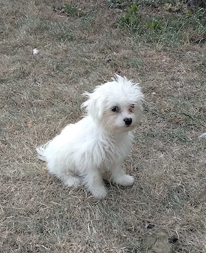Bichon maltez 
