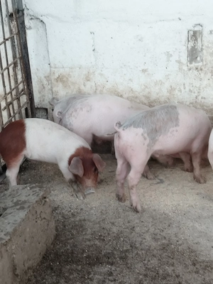 Purcei Landrace cu Duroc - imagine 4