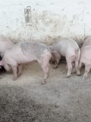 Purcei Landrace cu Duroc - imagine 5