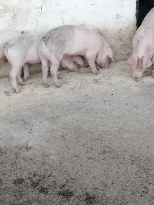 Purcei Landrace cu Duroc