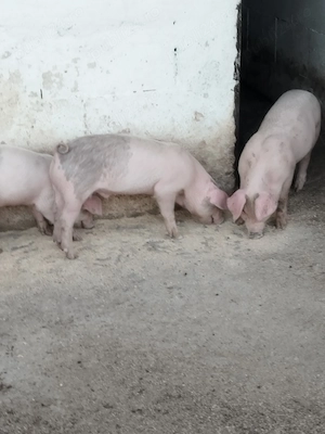 Purcei Landrace cu Duroc - imagine 3