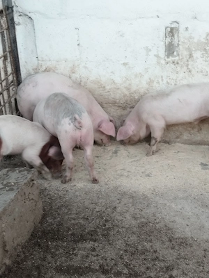 Purcei Landrace cu Duroc - imagine 2