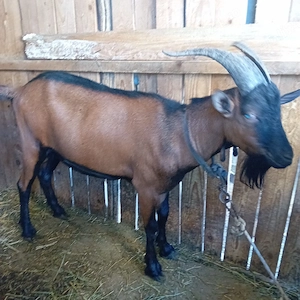 vind Țap rasă pură alpin francez 