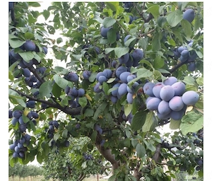 Prune direct de la producător 