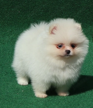 Vand catei Pomeranian alb cu pedigre FCI pentru pretentiosi - imagine 5