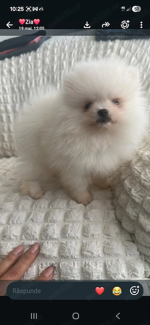 Pomeranian băiețel disponibil 