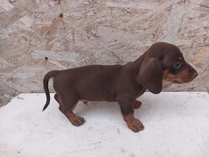 Căței teckel Arlechin maro negru (techel tekel dachshund)