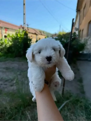 Bichon Maltez Mini Toy Mascul - imagine 3