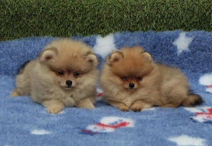 Pomeranian mini toy roscat cu pedigree A -FCI si pasaport - imagine 4