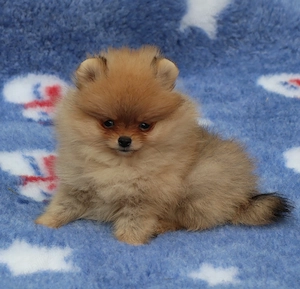Pomeranian mini toy roscat cu pedigree A -FCI si pasaport