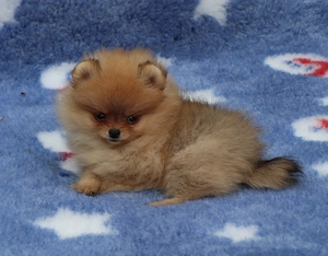 Pomeranian mini toy roscat cu pedigree A -FCI si pasaport - imagine 3