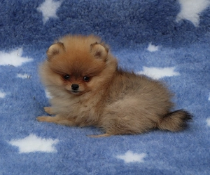 Pomeranian mini toy roscat cu pedigree A -FCI si pasaport - imagine 2