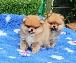 Pomeranian mini toy roscat cu pedigree A -FCI si pasaport - imagine 5