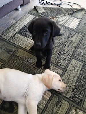 vand catei labrador 
