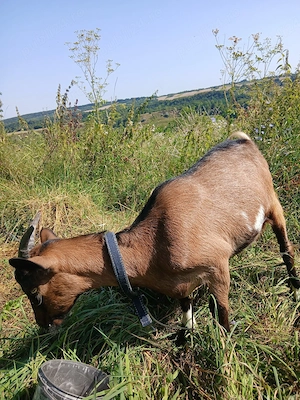 Vând ieduță alpin francez de 5 luni!
