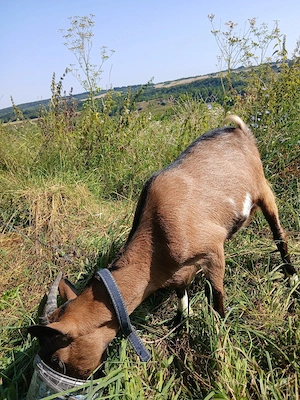 Vând ieduță alpin francez de 5 luni! - imagine 2