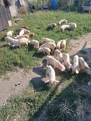 de vânzare urgent 24 de bucăți vaccinați castrați mânca orice bobe faina etc preț 3000 lei toți 24 