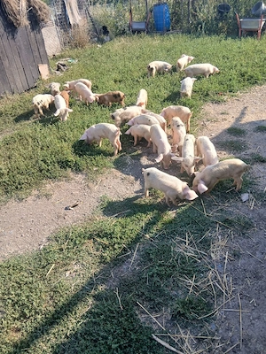 de vânzare urgent 24 de bucăți vaccinați castrați mânca orice bobe faina etc preț 3000 lei toți 24  - imagine 5
