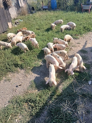 de vânzare urgent 24 de bucăți vaccinați castrați mânca orice bobe faina etc preț 3000 lei toți 24  - imagine 2