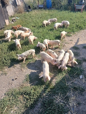 de vânzare urgent 24 de bucăți vaccinați castrați mânca orice bobe faina etc preț 3000 lei toți 24  - imagine 4