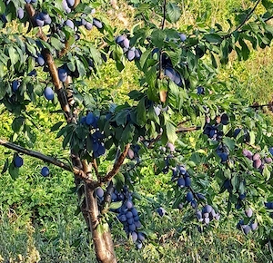 Vând prune Stanley 