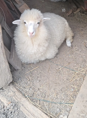 vând oaie si mieluța