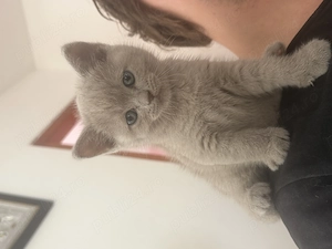 Puiuți British Shorthair  - imagine 5