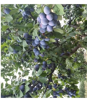 Prune direct de la producător 