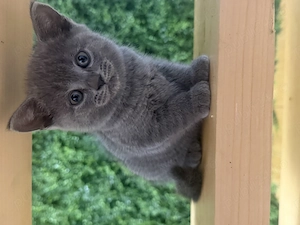 Puiuți British Shorthair  - imagine 2