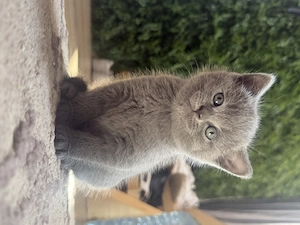 Puiuți British Shorthair  - imagine 4