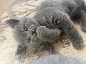 Puiuți British Shorthair  - imagine 8