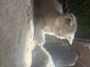 Puiuți British Shorthair  - imagine 9