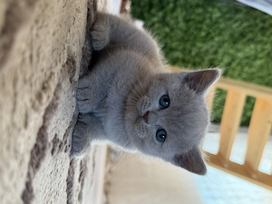 Puiuți British Shorthair  - imagine 10
