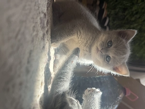 Puiuți British Shorthair  - imagine 7