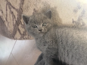 Puiuți British Shorthair  - imagine 6
