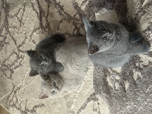 Puiuți British Shorthair  - imagine 3