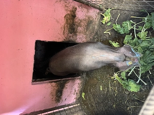 Vând 2 porci rasă duroc 120-130kg  - imagine 4