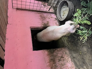 Vând 2 porci rasă duroc 120-130kg  - imagine 2