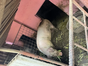 Vând 2 porci rasă duroc 120-130kg 