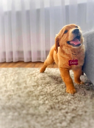 băiet golden retriever  - imagine 2
