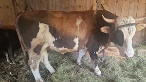 taur de 1 an si 7 luni