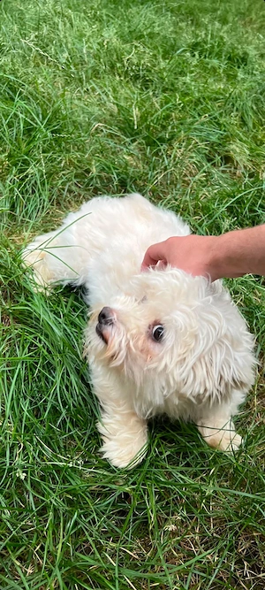 Catelusa bichon maltez toy 2 ani - imagine 4