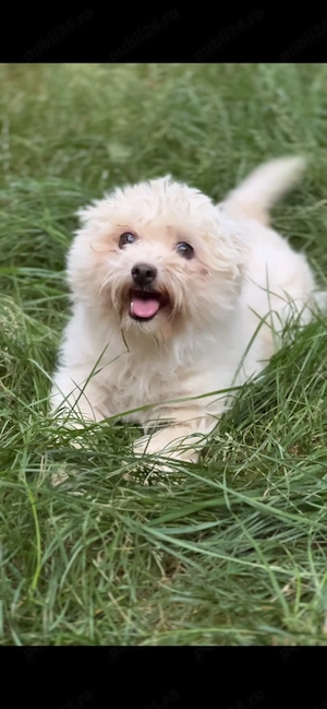 Catelusa bichon maltez toy 2 ani - imagine 2