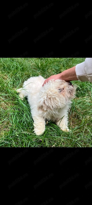 Catelusa bichon maltez toy 2 ani - imagine 3
