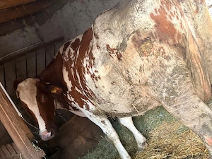 vaca pentru taiat ținut  - imagine 3