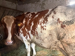vaca pentru taiat ținut  - imagine 2